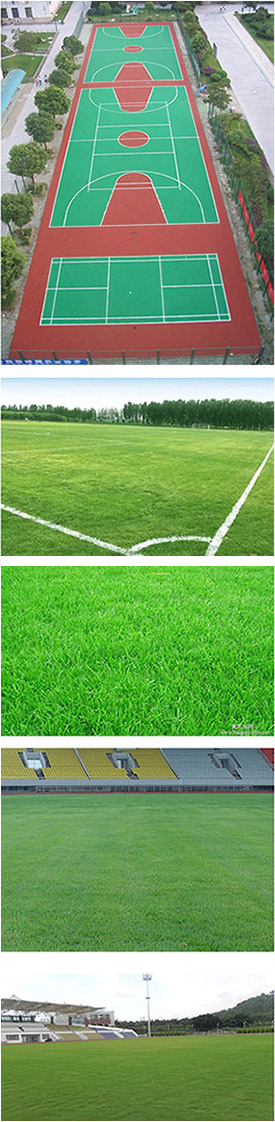 天然草球場建設